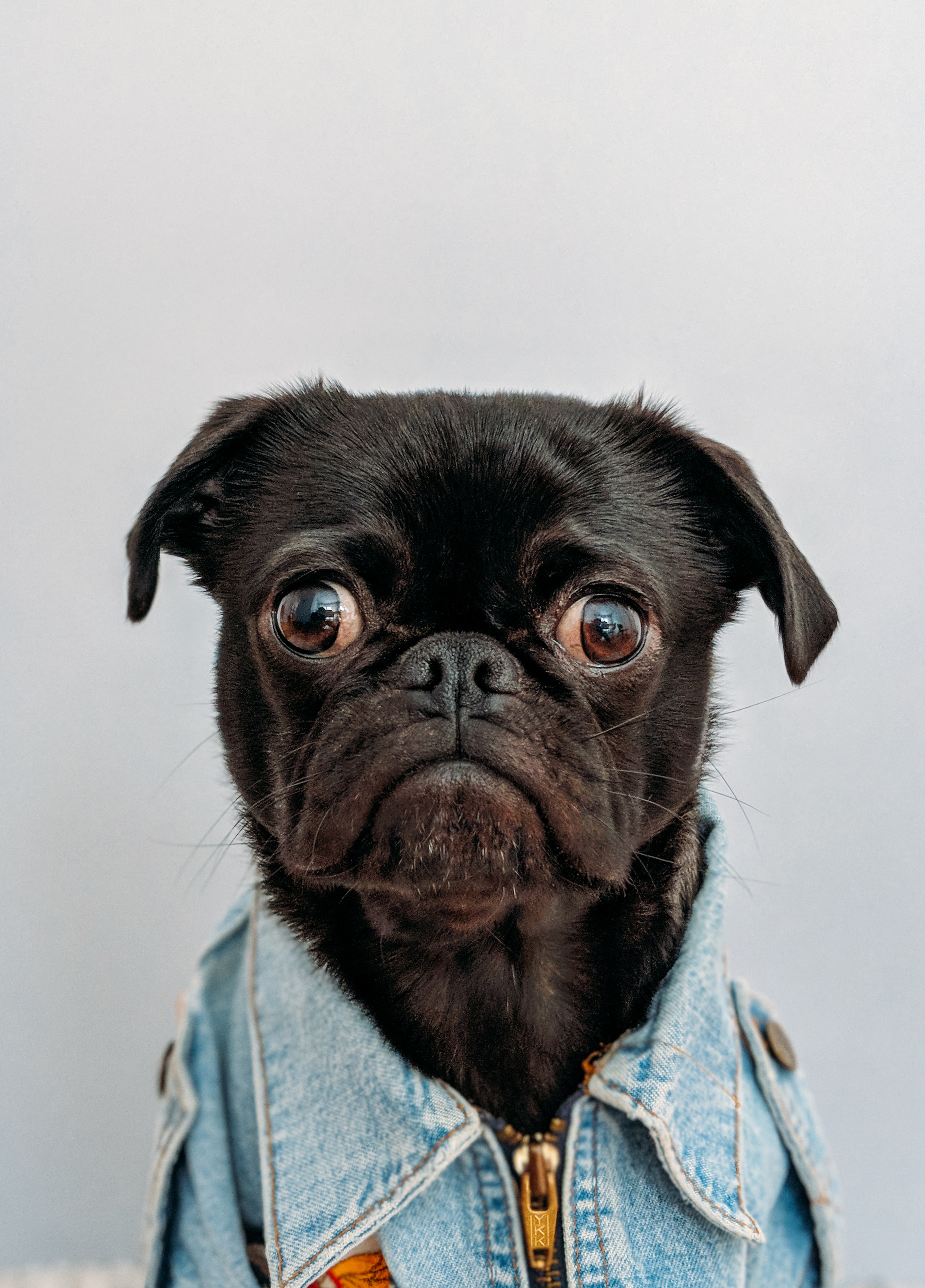 CBD for Dogs, Is It Safe?